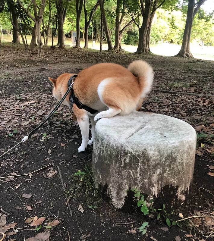 柴犬は『してる』or『してない』？　足元を見ると…「ズルい騙された」「かわいすぎる」