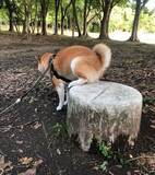 「柴犬は『してる』or『してない』？　足元を見ると…「ズルい騙された」「かわいすぎる」」の画像4