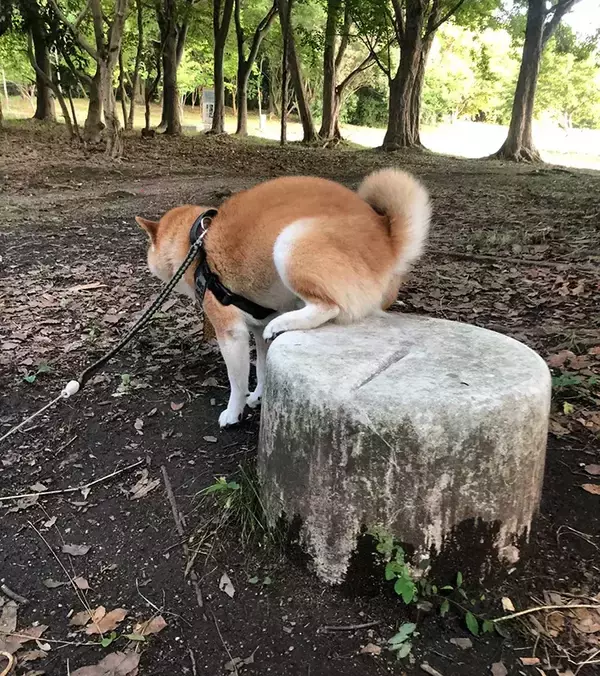 「柴犬は『してる』or『してない』？　足元を見ると…「ズルい騙された」「かわいすぎる」」の画像