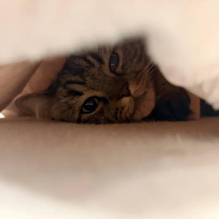 スリコのペット用コタツ、組み立てたら猫が？　3秒後の姿に「なんという吸引力」