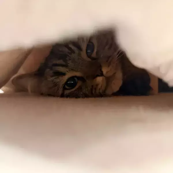 「スリコのペット用コタツ、組み立てたら猫が？　3秒後の姿に「なんという吸引力」」の画像