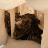 「スリコのペット用コタツ、組み立てたら猫が？　3秒後の姿に「なんという吸引力」」の画像4