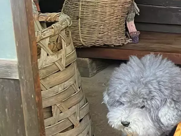 玄関で外を眺める犬と赤ちゃん　哀愁漂う姿に「かわいすぎる」「癒された…」