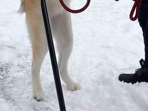 「関東のみんな気を付けてね～」　秋田犬の姿に「マジかよ」「えっ！？」