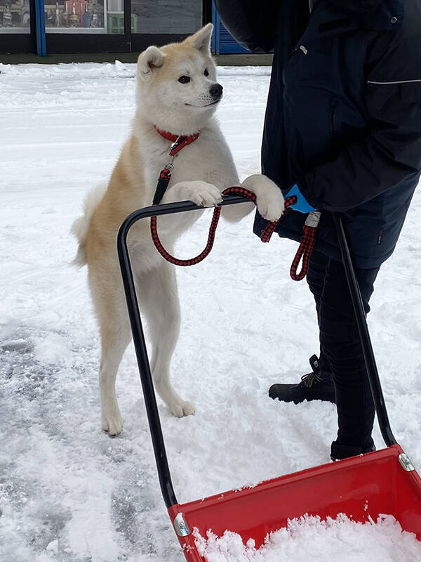 「関東のみんな気を付けてね～」　秋田犬の姿に「マジかよ」「えっ！？」