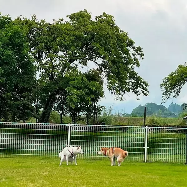 「『相撲』が始まりそうな１枚　実は２匹同時に…？「最高かよ」「笑うしかない」」の画像