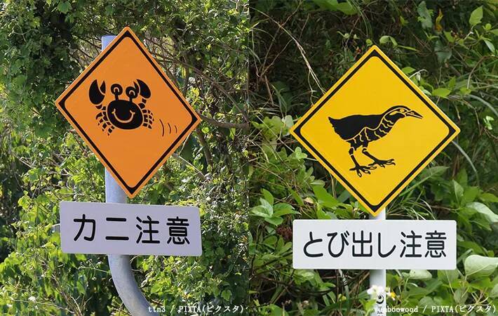 沖縄の道路にある『動物注意』の標識、描かれているのは…？