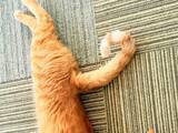 「飼い主「猫背の概念が覆る」　寝起きの猫が見せた姿に「こんがり揚がってるね」」の画像1