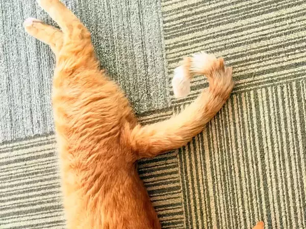 飼い主「猫背の概念が覆る」　寝起きの猫が見せた姿に「こんがり揚がってるね」