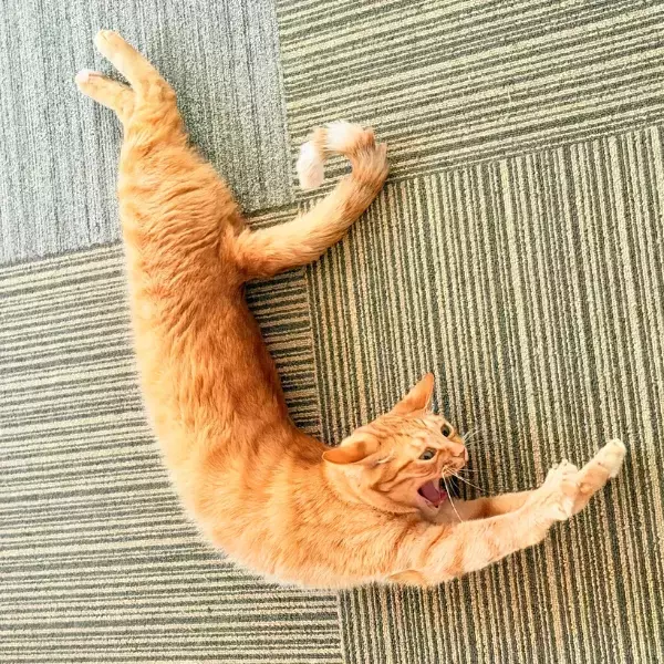 「飼い主「猫背の概念が覆る」　寝起きの猫が見せた姿に「こんがり揚がってるね」」の画像