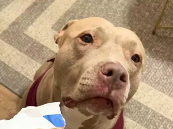 しつけ教室を修了したばかりの犬　記念写真に128万『いいね』がついたワケは？「大笑いした！」