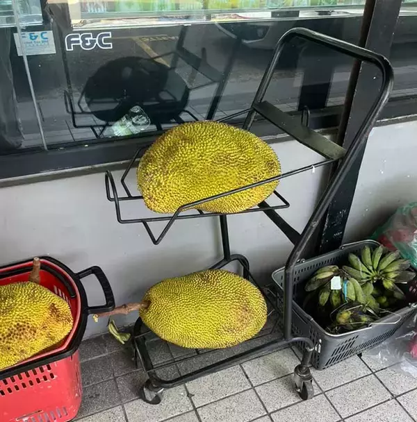 「タネをゆでると『ほぼ栗』　スーパーの前で見つけた『謎の果実』に驚き」の画像