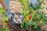 「卵の殻が野菜の『肥料』になる！　農業の『仙人』が教える使い方に「やってみます」」の画像4
