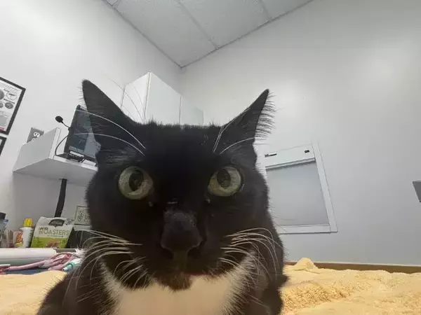 「「この顔を見れば分かる」「証拠はあるのか？」　窃盗事件の『容疑者』に無罪の声が殺到して？」の画像