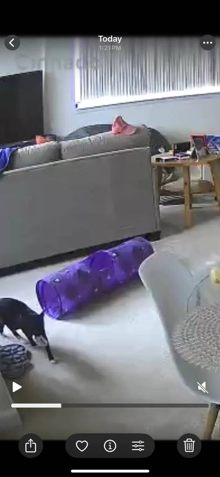 「この顔を見れば分かる」「証拠はあるのか？」　窃盗事件の『容疑者』に無罪の声が殺到して？