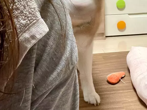 ハスキーが『かわいい顔』をしていて？　すぐさま撮影した１枚に「一体、誰なのか」