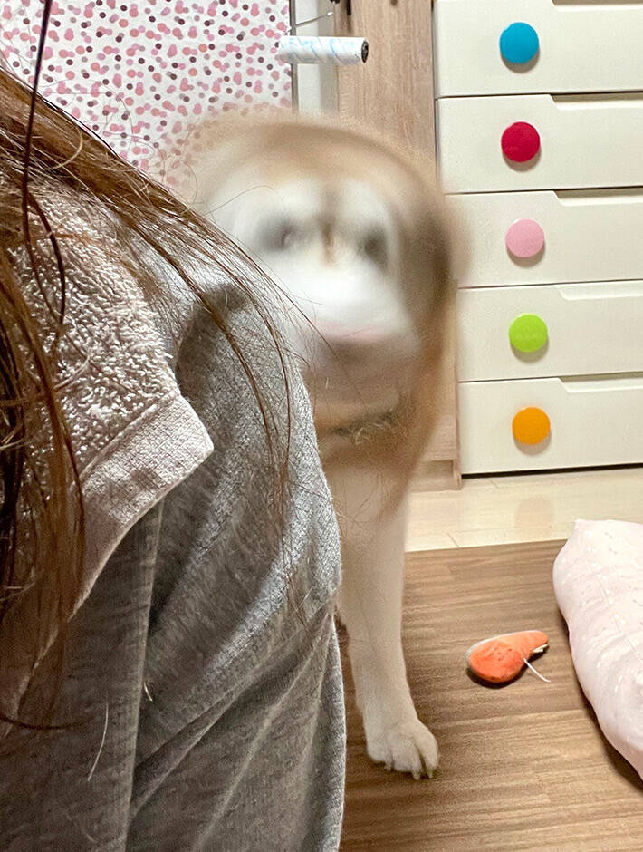 ハスキーが『かわいい顔』をしていて？　すぐさま撮影した１枚に「一体、誰なのか」