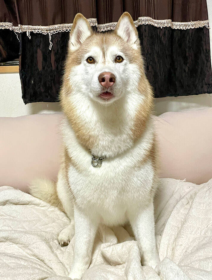 ハスキーが『かわいい顔』をしていて？　すぐさま撮影した１枚に「一体、誰なのか」