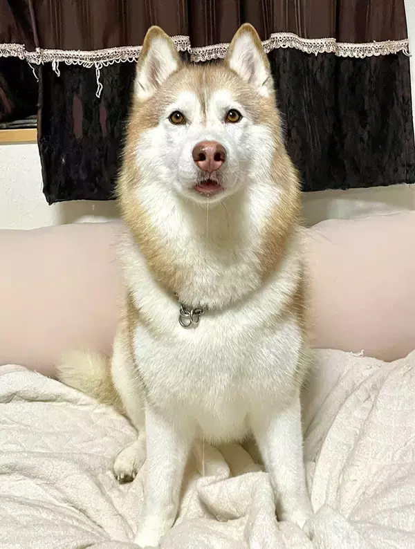 「ハスキーが『かわいい顔』をしていて？　すぐさま撮影した１枚に「一体、誰なのか」」の画像