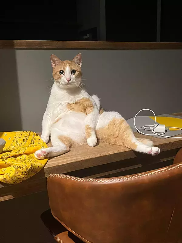 「「急いで猫のふりをしたのかも」　飼い主が怖くなった光景がこちら」の画像