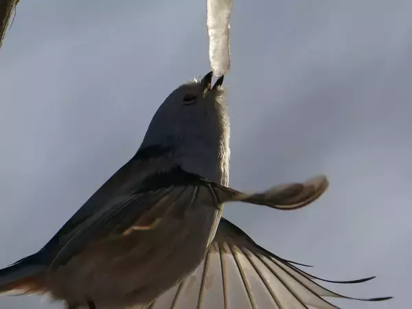 極寒の中３時間待って撮った『奇跡の１枚』とは　「かわいいよりも感動が勝つ」