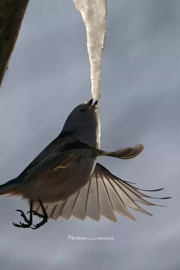 「極寒の中３時間待って撮った『奇跡の１枚』とは　「かわいいよりも感動が勝つ」」の画像
