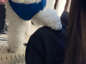 「焦りは失敗を生むぞ」　Wi-Fi設定でイラつく飼い主を慰める犬、完全に『ベテラン』だと話題