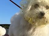 「「もう完全に受け入れてる？」　犬の表情にじわじわくる『拾い食い防止ネット』を着け続けた結果…？　犬の『順応ぶり』に爆笑の声」の画像1