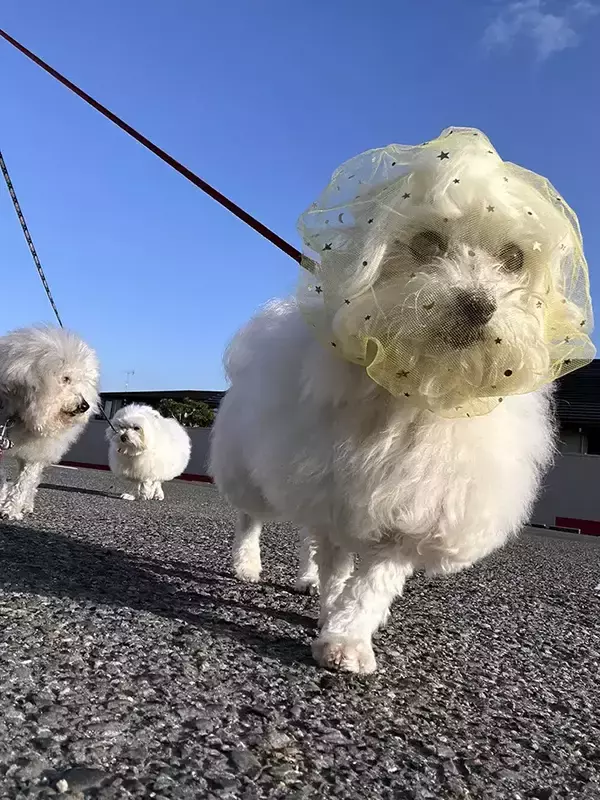 「「もう完全に受け入れてる？」　犬の表情にじわじわくる『拾い食い防止ネット』を着け続けた結果…？　犬の『順応ぶり』に爆笑の声」の画像