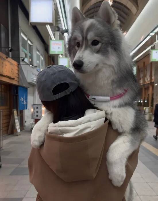 腕に収まっていた愛犬が10か月後…？　「変な声出た」「かわいすぎるよ」
