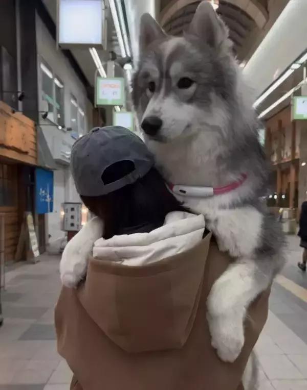 「腕に収まっていた愛犬が10か月後…？　「変な声出た」「かわいすぎるよ」」の画像