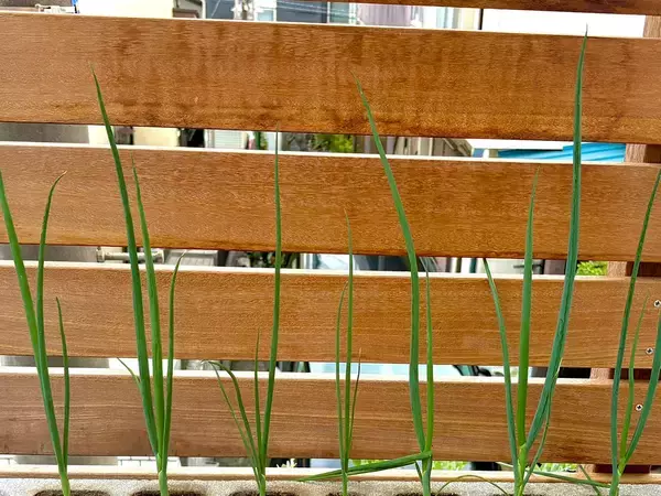 長ネギを『意外な場所』に植えた結果…　「名案すぎ！」「やってみよう」