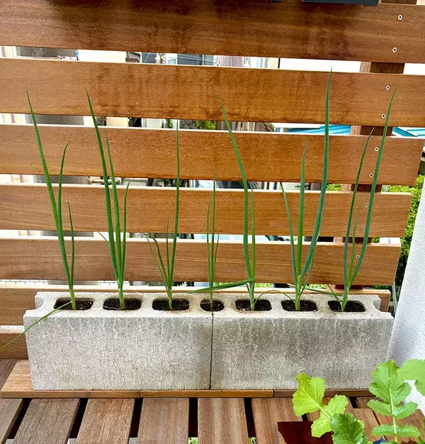 「長ネギを『意外な場所』に植えた結果…　「名案すぎ！」「やってみよう」」の画像