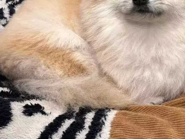 チワワだったはずの愛犬　4年後の姿に「種族変更した？」「ビックリした」