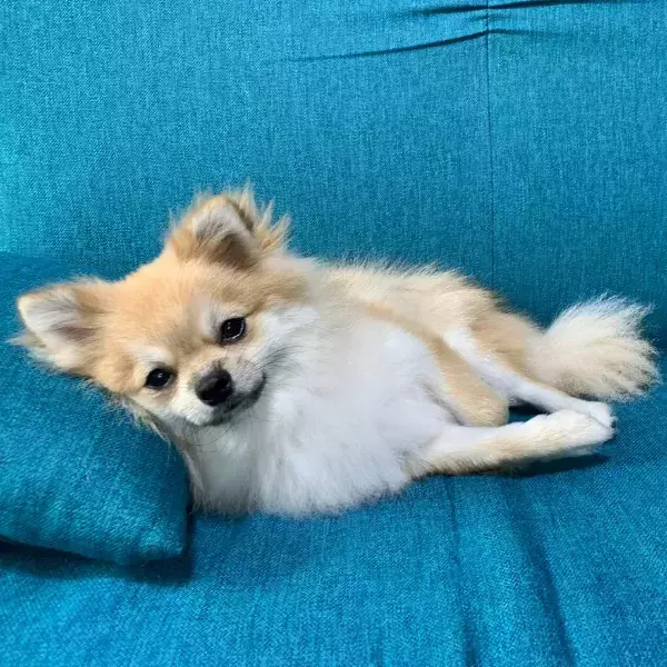 「チワワだったはずの愛犬　4年後の姿に「種族変更した？」「ビックリした」」の画像