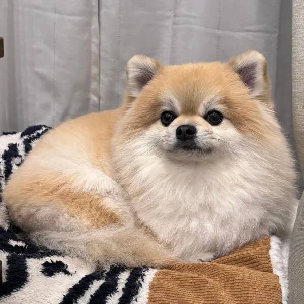 チワワだったはずの愛犬　4年後の姿に「種族変更した？」「ビックリした」