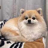 「チワワだったはずの愛犬　4年後の姿に「種族変更した？」「ビックリした」」の画像3