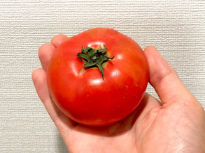 サラダだけじゃない！　旬のトマトを味わう「名産地の簡単レシピ」【3選】