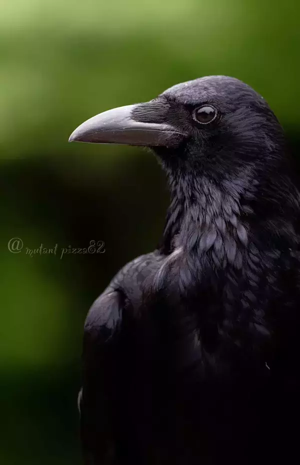 「カラスをアップで撮影　全体をよく見ると？「キマッている」「イケメン」」の画像