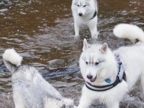 離れて暮らす妹犬と感動の再会　直後の光景に「爆笑した」「顔がツボ」