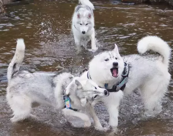 「妹犬と久しぶりに再会した兄犬　1秒後の姿に「爆笑した」「顔がツボ」」の画像