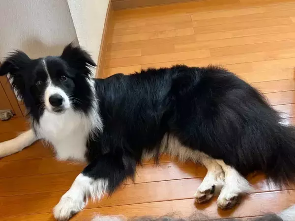 「生まれたよ」　愛犬の隣に現れた『謎の分身』に「二度見した」「芸術的すぎるわ」