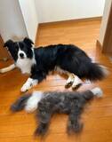 「「生まれたよ」　愛犬の隣に現れた『謎の分身』に「二度見した」「芸術的すぎるわ」」の画像2