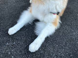 「「風が強すぎて…」　秋田犬の写真に「神々しい」「モデルだ！」」の画像1
