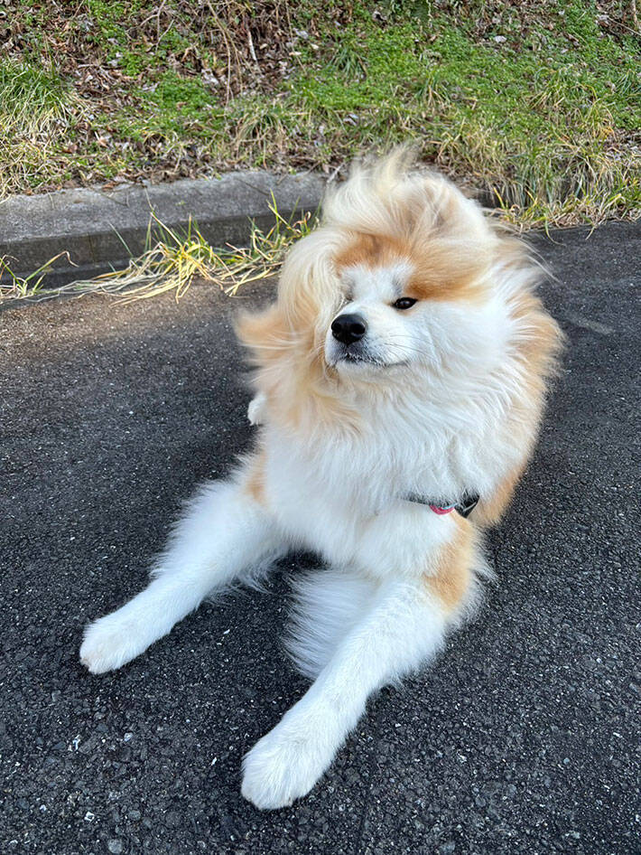 「風が強すぎて…」　秋田犬の写真に「神々しい」「モデルだ！」