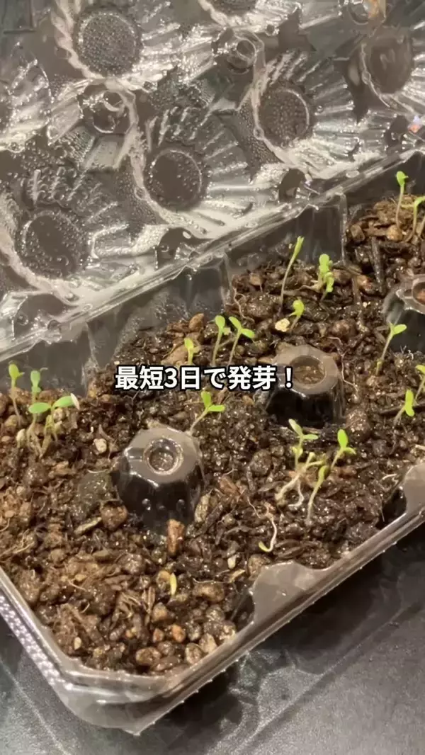 「卵パックに穴を開けるだけ！　野菜作りに便利な『ミニ温室』に変える方法【肥料メーカー直伝】」の画像