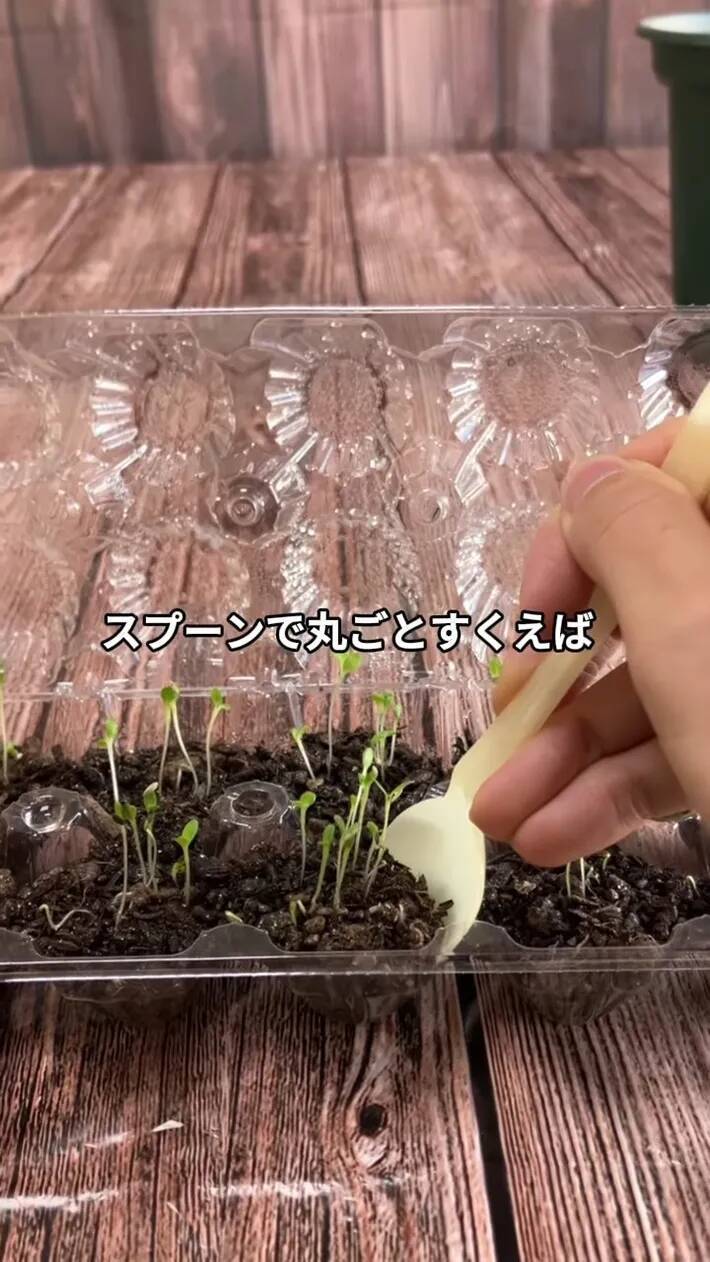 卵パックに穴を開けるだけ！　野菜作りに便利な『ミニ温室』に変える方法【肥料メーカー直伝】