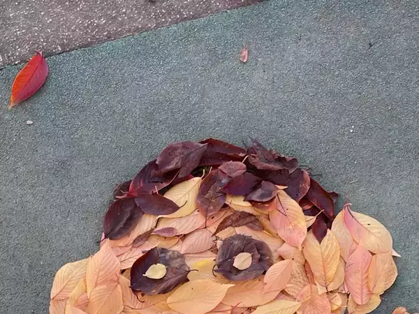 『落ち葉アート』に取り組む高校教師　70万人が反応した『しんちゃん』に「AIじゃないの？」