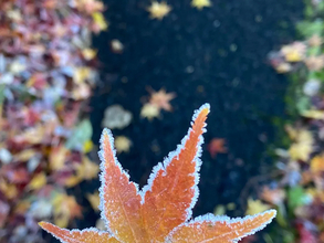 早朝、散歩をしていると…　偶然見つけたものに『16万いいね』！「感性に憧れる」