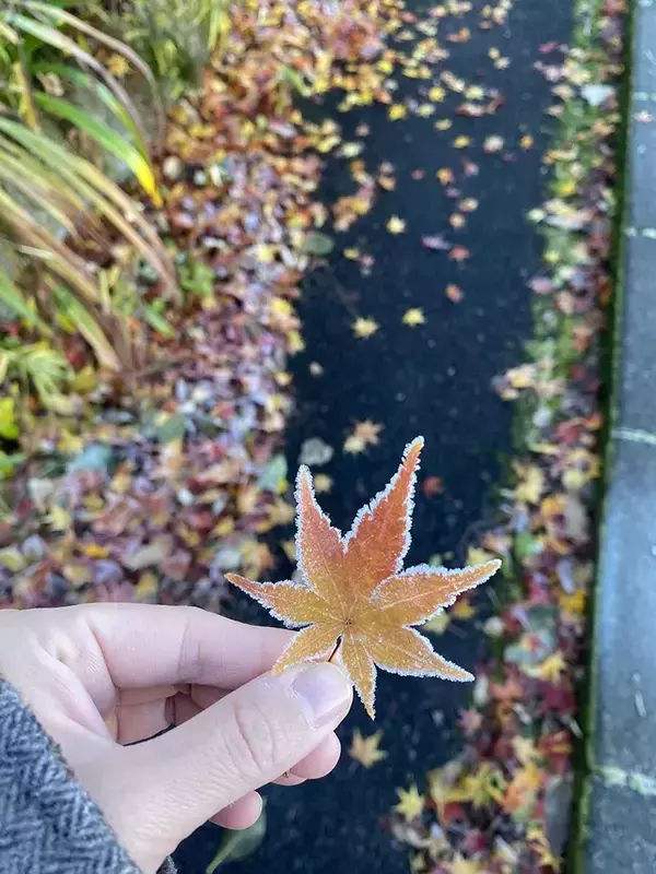 「早朝、散歩をしていると…　偶然見つけたものに『16万いいね』！「感性に憧れる」」の画像